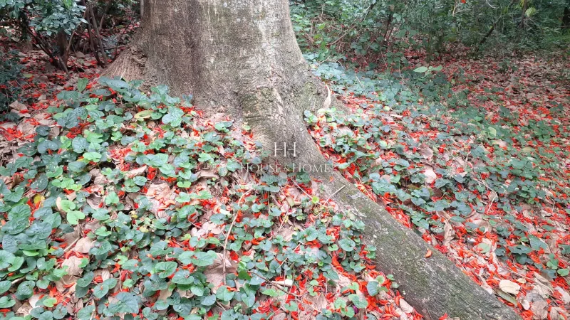 Charmosa Chácara com 4 dormitórios cercada de muito verde e tranquilidade